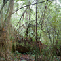Bernd Schuler: Rainforest I