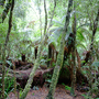 Bernd Schuler: Rainforest II