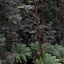 Bernd Schuler: Rainforest VI