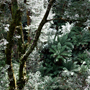 Bernd Schuler: Rainforest VII